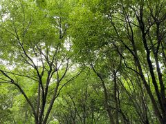 -吴淞炮台湾湿地森林公园烧烤区