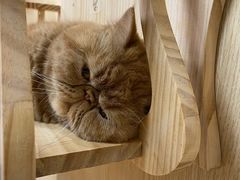 -猫和宫(六道口店)