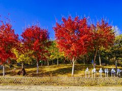 -北京西山国家森林公园