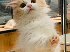 -袖虎·猫馆(体育西路店)