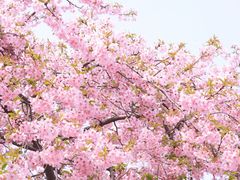-上海辰山植物园