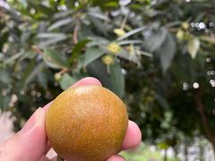 -南方医科大学南方医院(院本部)