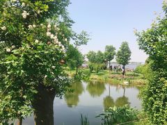 -鹅湖玫瑰文化园