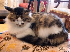 -万小咖.猫咖(中山路天虹店)