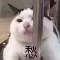 -绒爪撸猫下午茶·猫咖