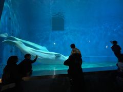 -芜湖新华联大白鲸海洋公园