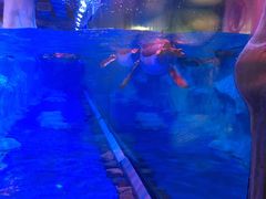 -芜湖新华联大白鲸海洋公园