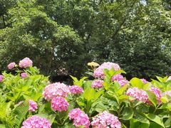 -上海共青森林公园