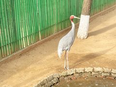 -西霞口神雕山野生动物世界