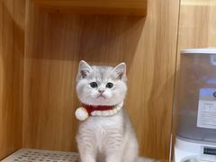 -欣宠猫屋·矮脚拿破仑·蓝金金渐层