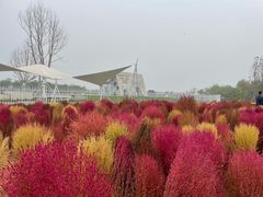 -天津东丽湖风景区