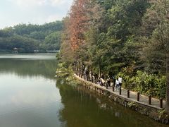 -深圳仙湖植物园