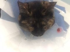 -菲尔斯特宠物医院