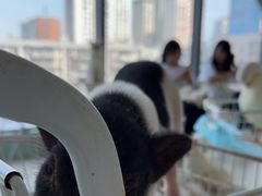 -怪兽屋·羊驼·猫咖·狗咖(俊华广场店)