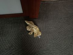 -上海明天广场JW万豪酒店