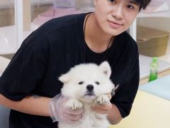 -翊宠yipet猫狗购宠庄园犬舍•猫舍