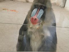 -新疆天山野生动物园