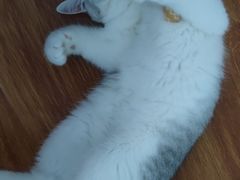 -中农国际动物医院24小时·猫科·骨科·急重症中心