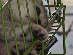 -哈尔滨道外花鸟鱼市场