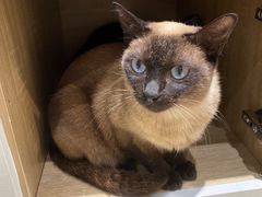 -藏猫猫咖啡主题馆(中央大道店)