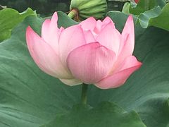 -陈家山荷花公园