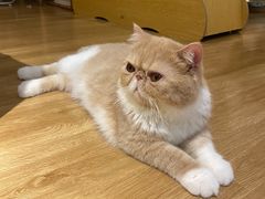 -滚猫咖啡·猫咖·猫友好撸猫(未来城店)