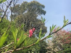 -桃花岛景观公园