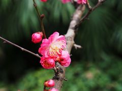 -望江楼公园