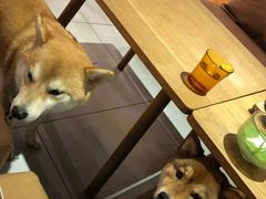 -柴务处·柴犬主题狗咖