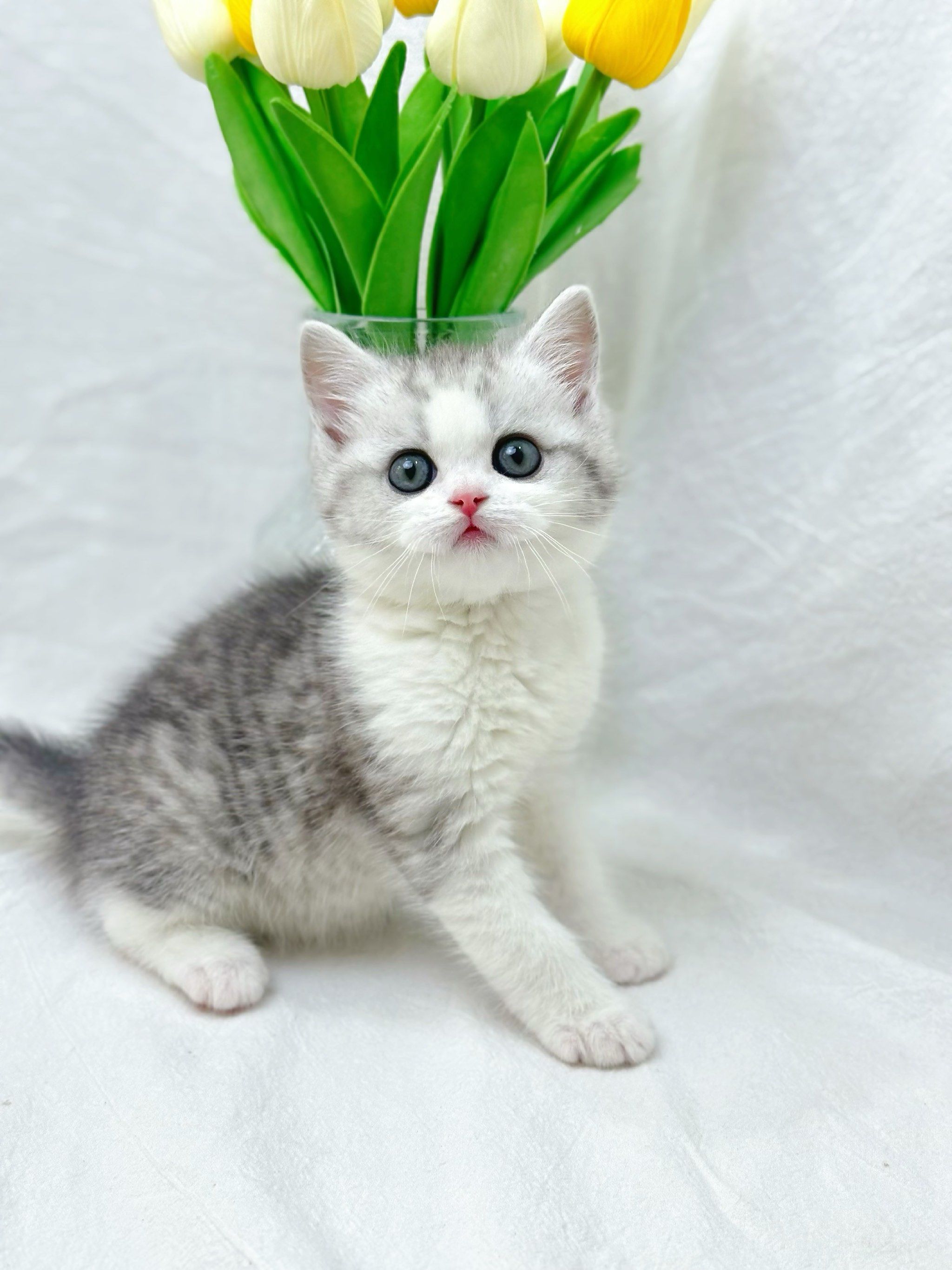 英短银白 超甜美 大包子脸哈基米