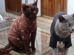 -喵屿·大理花园猫咖