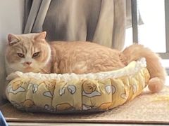 -安安宠医宠物医院·异宠·犬猫内科(岳阳分院)