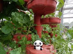 -上海都市菜园