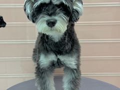 -FAELING PETS美天灵宠物(合生汇店)