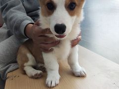 -瑞鹏宠物医院·超声·骨科·奇麟分院(蜀都万达店)