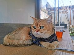 -VOYAGE COFFEE(杨梅竹店)