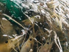 -大湾区中央湿地公园-十九涌