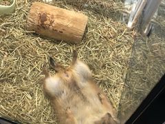 -宠物世家(仲盛世界商城店)