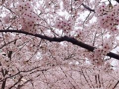 -高东镇樱花园