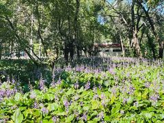 -黑龙江省森林植物园