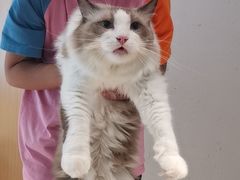 -飞行喵MR PILOT|猫舍·猫咖(静安大融城店)