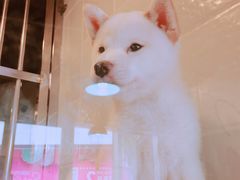 -1013 PET SHOP 宠物商店(近铁城市广场店)
