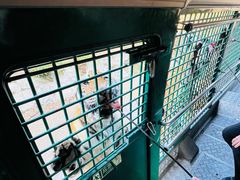 -深圳野生动物园