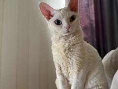 -宠爱国际动物医院·消化内科·心肾内科·ISFM猫友好(望京店)