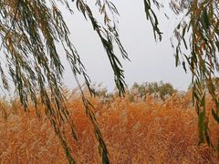 -永定河休闲森林公园