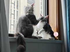 -翊宠yipet猫狗购宠庄园