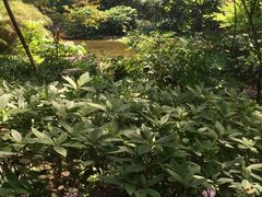 -新湖明珠城