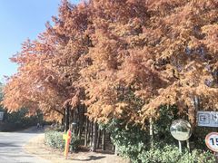 -上海海湾国家森林公园