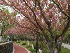 -高东镇樱花园