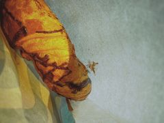 巧克力可颂-星巴克臻选(杭州西溪印象城店)